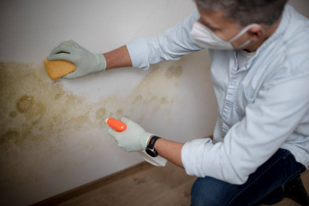 Best Basement Mold Remediation in Banner Elk, NC