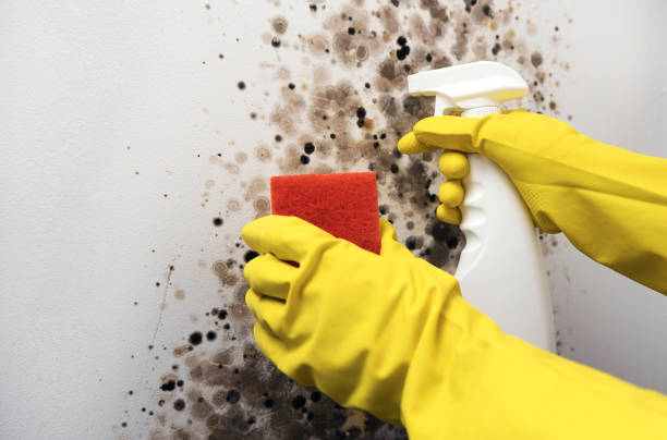 Best White Mold Remediation in Banner Elk, NC